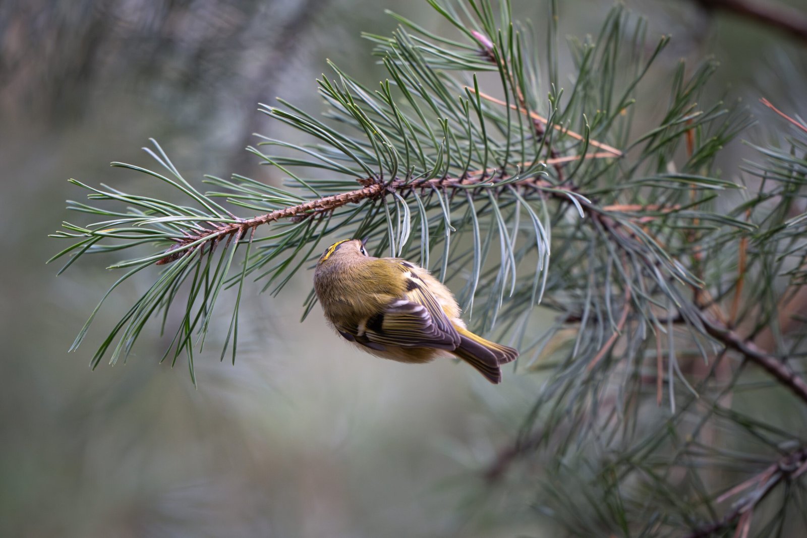 a small bird perched on a branch of a pine tree